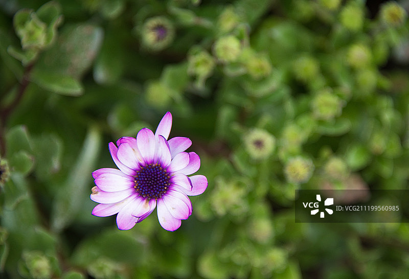春天的瓜叶菊特写图片素材