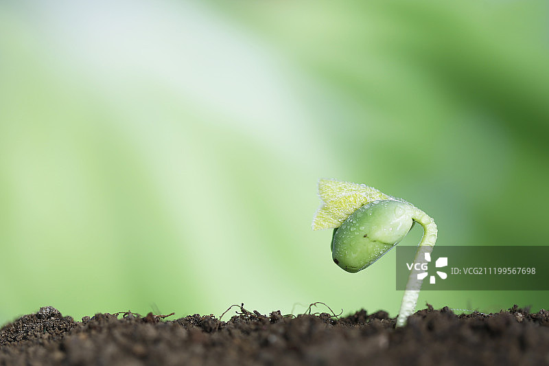 新芽春天发芽图片素材