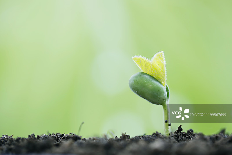 新芽春天发芽图片素材