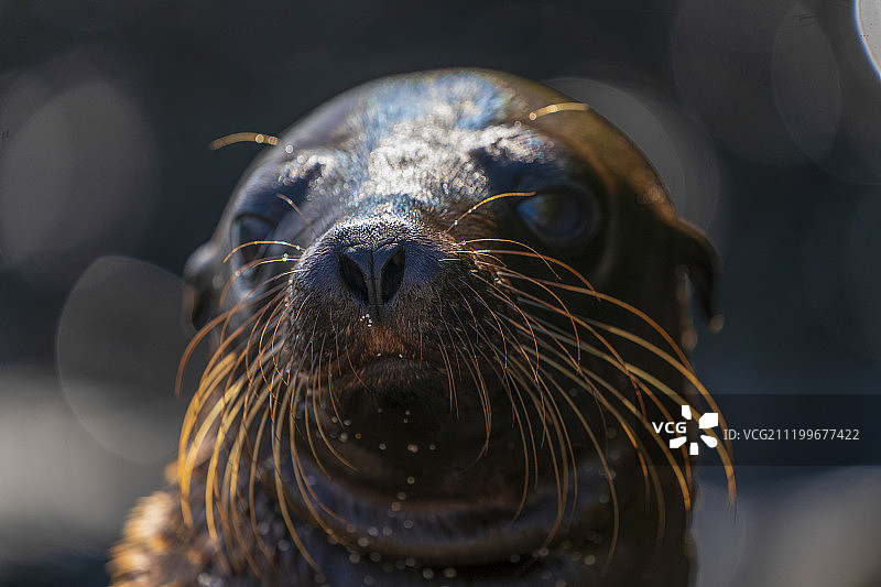 加拉帕戈斯海豹图片素材