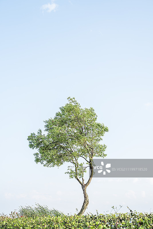 云南红河一棵树图片素材