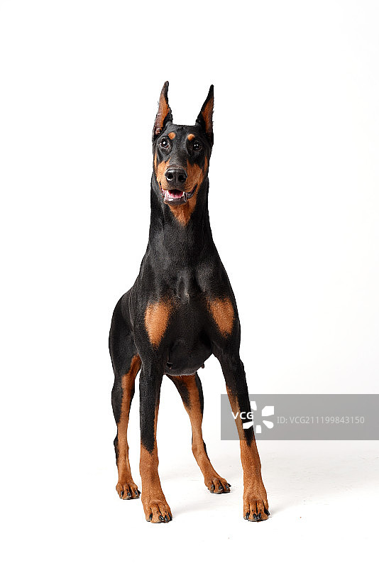 纯色背景上的杜宾犬图片素材