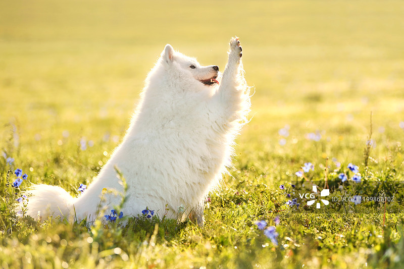萨摩耶犬图片素材