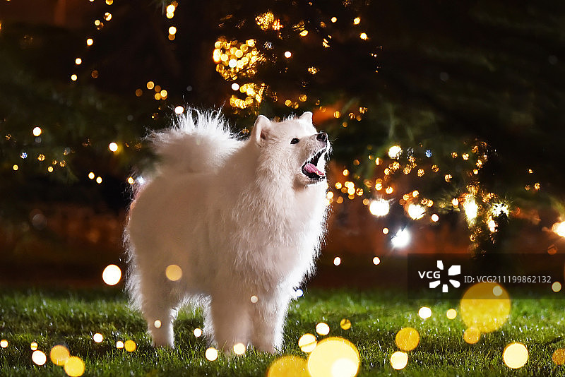 萨摩耶犬图片素材