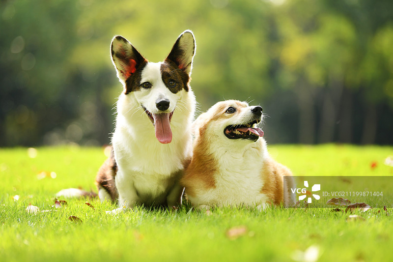 柯基犬图片素材