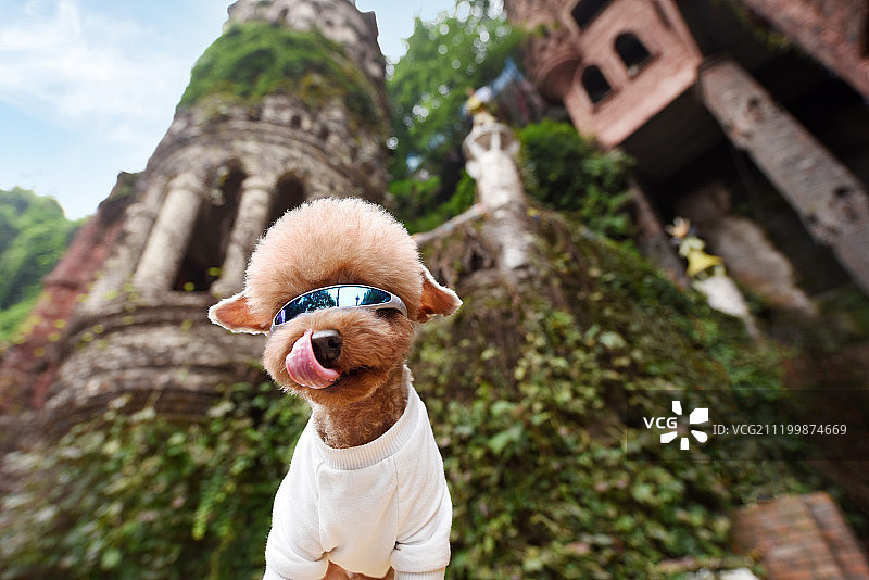 城堡外的贵宾犬图片素材