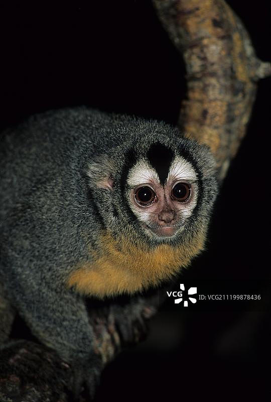 夜猴成年个体图片素材