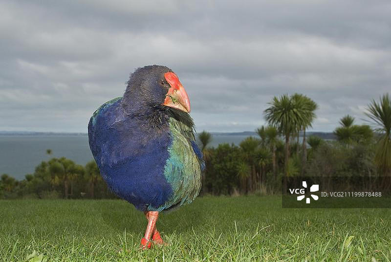 秧鸡，成鸟在新西兰蒂里蒂里马坦吉岛上吃草图片素材