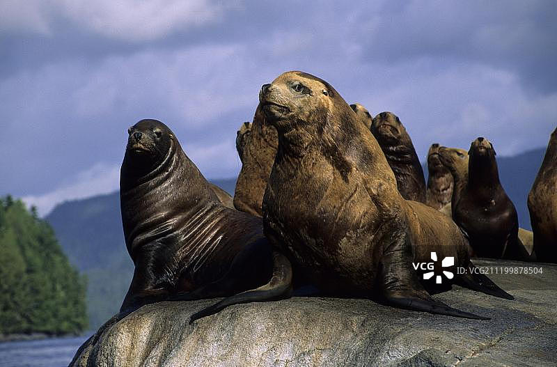 北太平洋岩石上的北海狮群（加拿大不列颠哥伦比亚省黑鱼海峡）图片素材