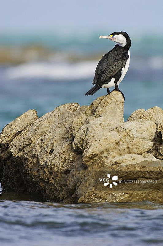 新西兰南岛凯库拉沿海岩石上的杂色鸬鹚图片素材