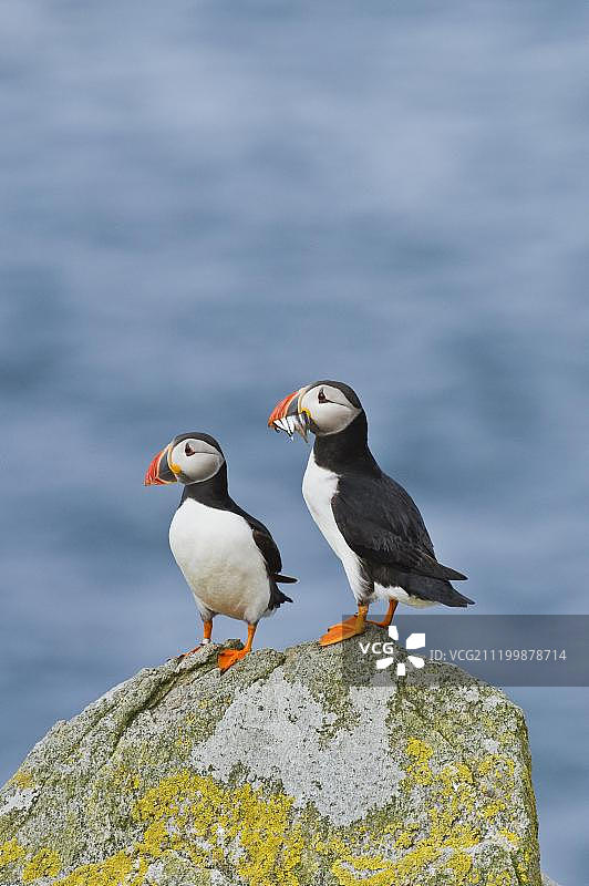 大西洋海鹦：两只成鸟口衔沙鳗，站立于爱尔兰索尔蒂群岛的岩石上图片素材