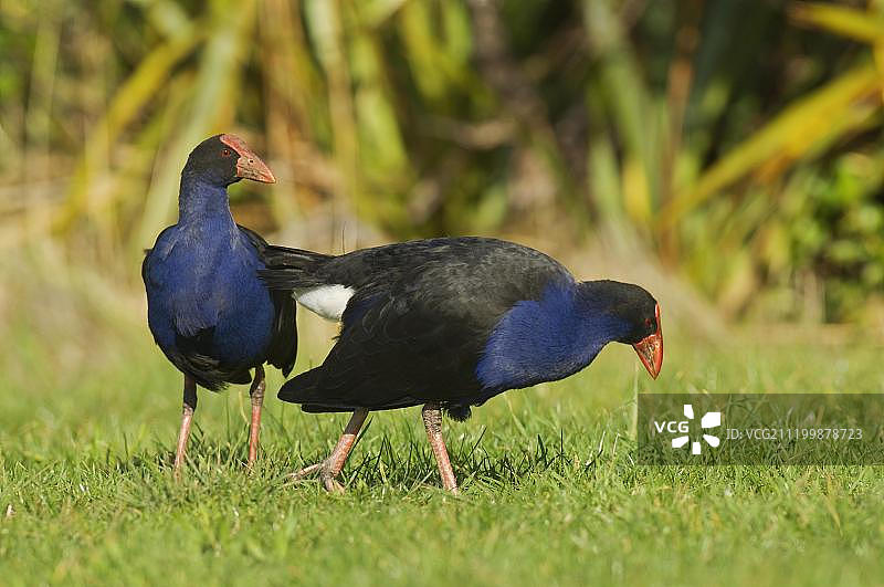 两只紫水鸡成鸟，在新西兰北岛提蒂提里马坦吉岛的草地上图片素材