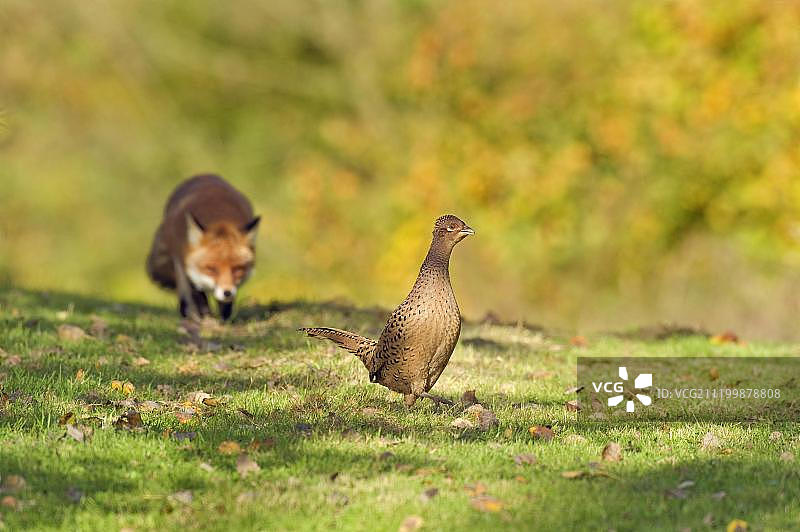 成年雌性野鸡与欧洲赤狐，英国肯特图片素材