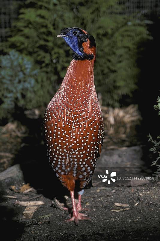 红胸角雉（Tragopan satyra），雄性，圈养图片素材