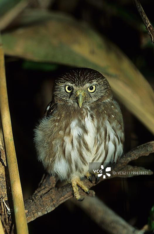 栖息在树枝上的小侏儒猫头鹰图片素材