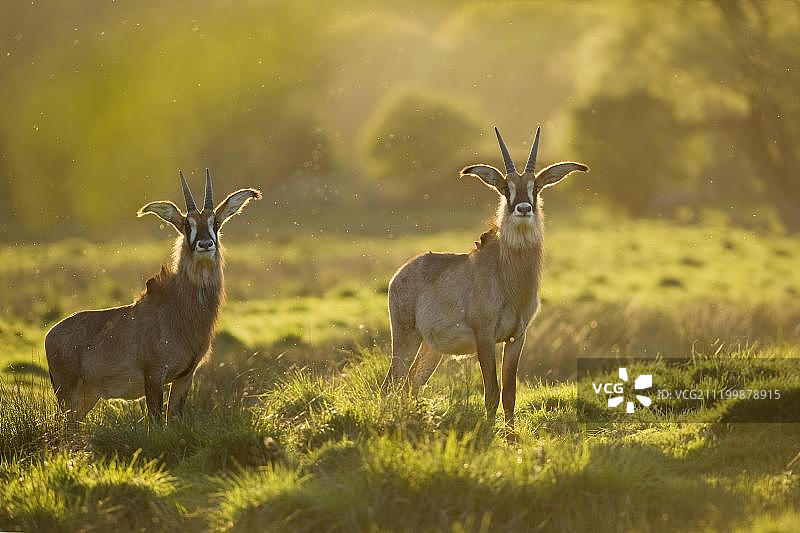 紫羚，两只成年羚羊站立，英国肯特郡莱姆野生动物园图片素材