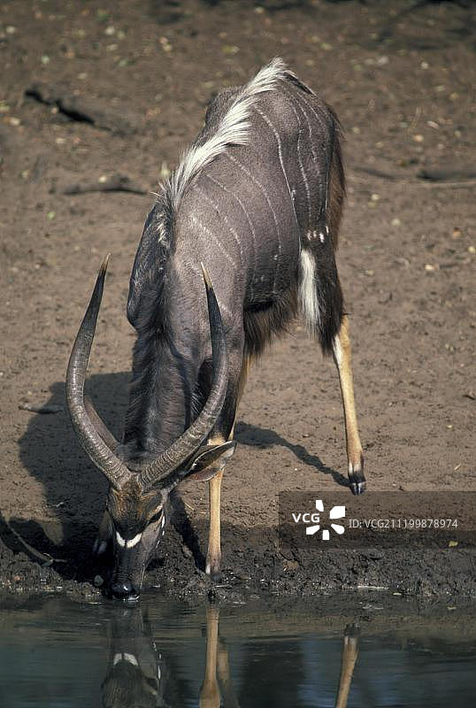 尼亚拉羚羊，雄性在水边饮水，姆库泽禁猎区，祖鲁兰，夸祖鲁-纳塔尔省，南非图片素材