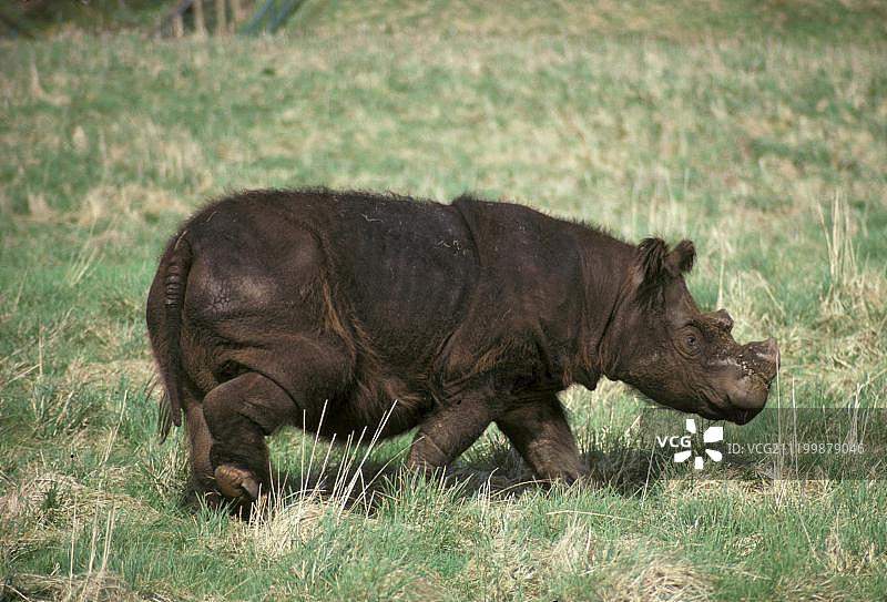 苏门答腊犀牛，雄性，在草地上行走图片素材