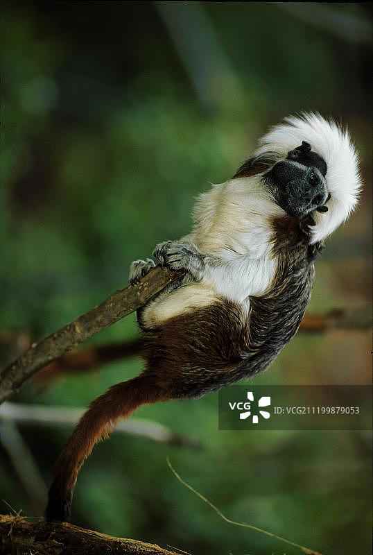 黑顶柽柳猴图片素材