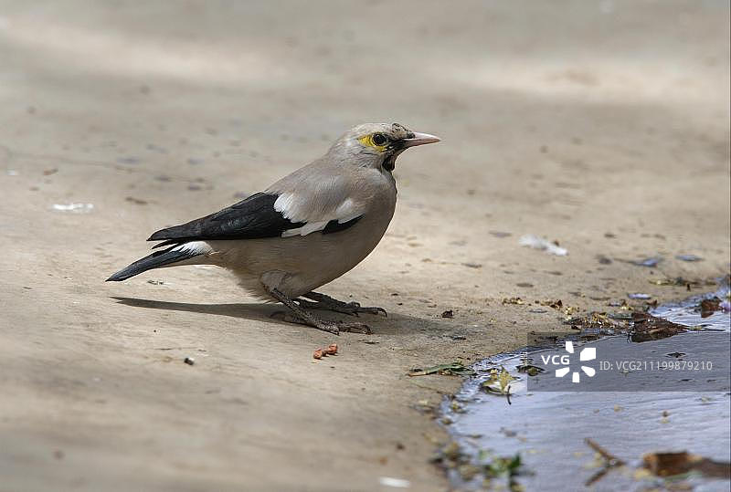 埃塞俄比亚水边的灰垂椋鸟（繁殖期雄性）图片素材