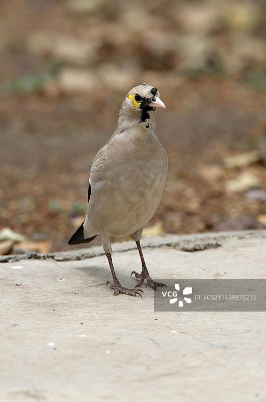 灰垂耳椋鸟（繁殖期雄性），站立于地面，埃塞俄比亚，非洲图片素材