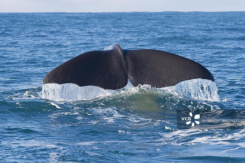 成年抹香鲸准备深潜（新西兰南岛凯库拉）图片素材