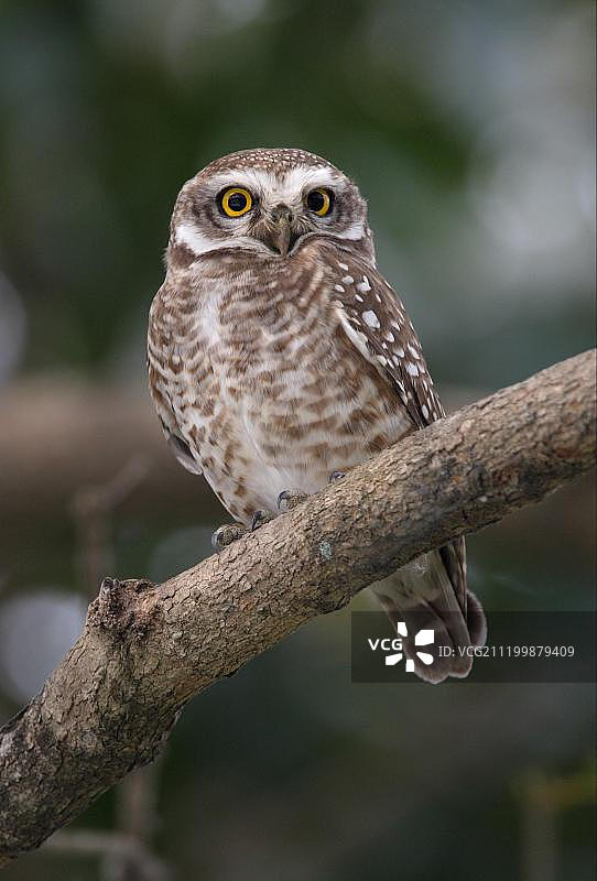 成年印度斑头鸺鹠栖息在树枝上，尼泊尔科希塔普野生动物保护区图片素材
