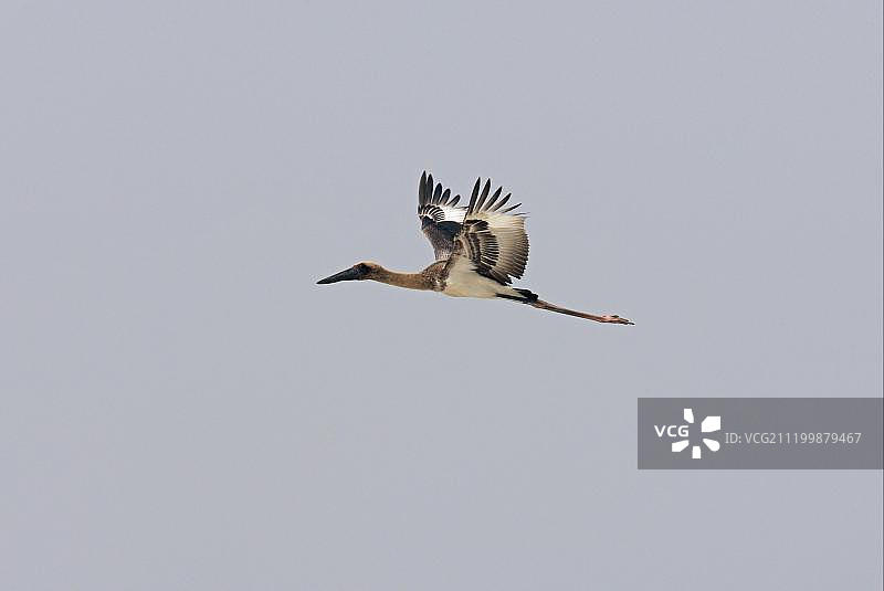 黑颈鹳（Ephippiorhynchus asiaticus）幼鸟，飞行中，科希塔普，尼泊尔，亚洲图片素材