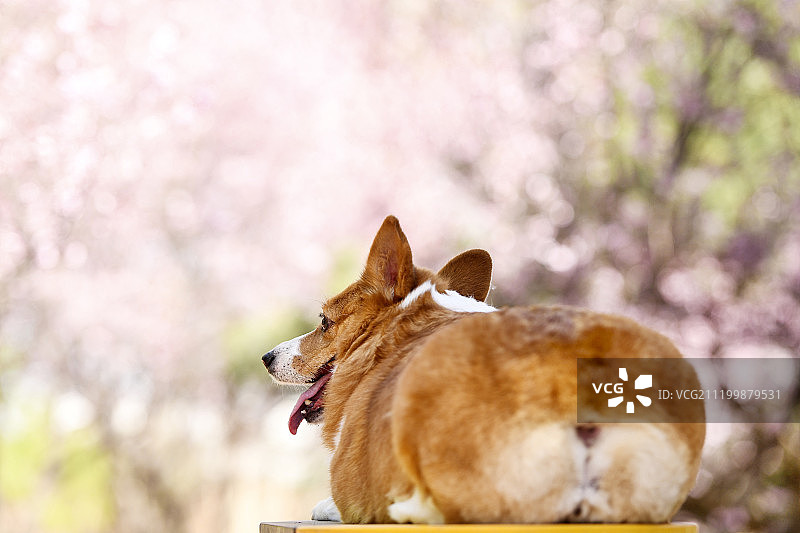 花丛中的柯基犬图片素材