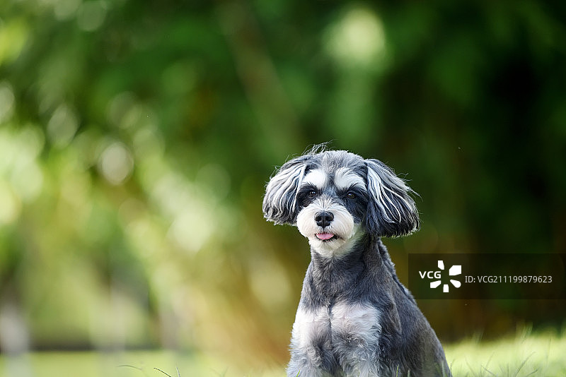 公园中的雪纳瑞犬图片素材