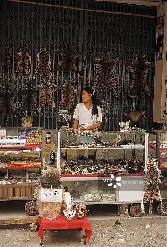 缅甸东南亚出售的野生动物制品：豹皮、云豹皮、纹猫皮、豹猫皮和灵猫皮图片素材