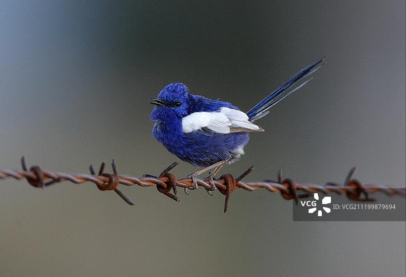 栖息在带刺铁丝网上歌唱的白翅细尾鹩莺（雄性，澳大利亚昆士兰州东南部）图片素材