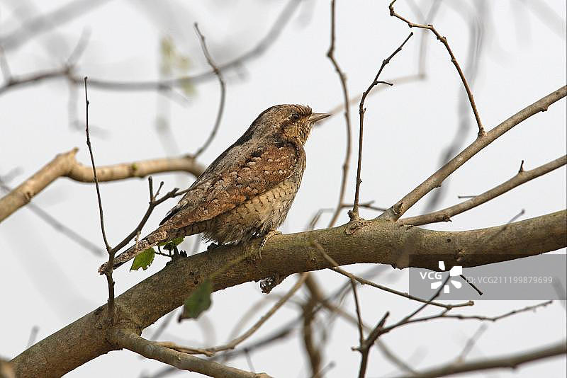 蚁鴷（Jynx torquilla），成年，栖息在光秃秃的树上，科希塔普，尼泊尔，亚洲图片素材