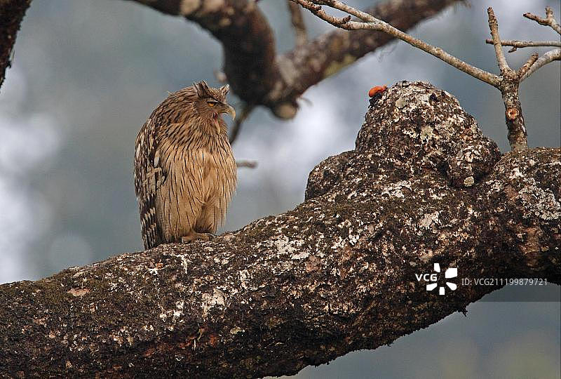 尼泊尔奇特旺国家公园栖息在树枝上打哈欠的成年棕色渔鸮图片素材