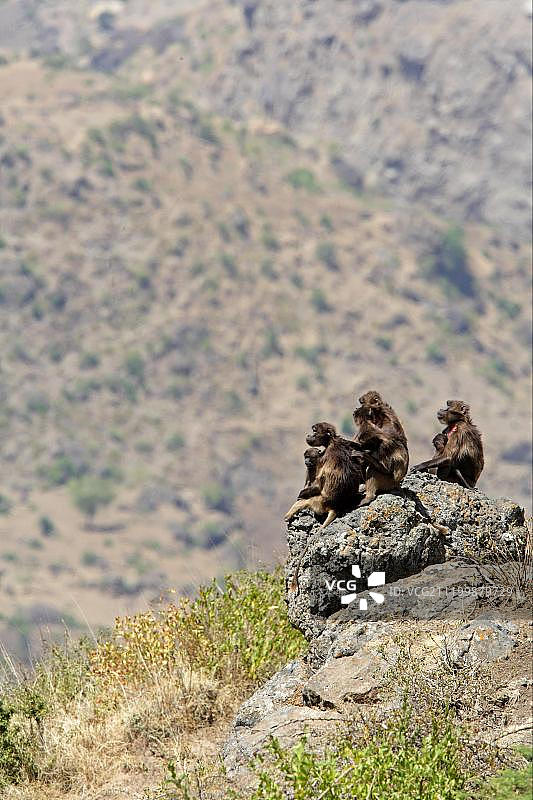 狮尾狒，成年雌性和幼崽，坐在栖息地的岩石上，地点：Debre Libanos峡谷，奥罗米亚州，埃塞俄比亚，非洲图片素材