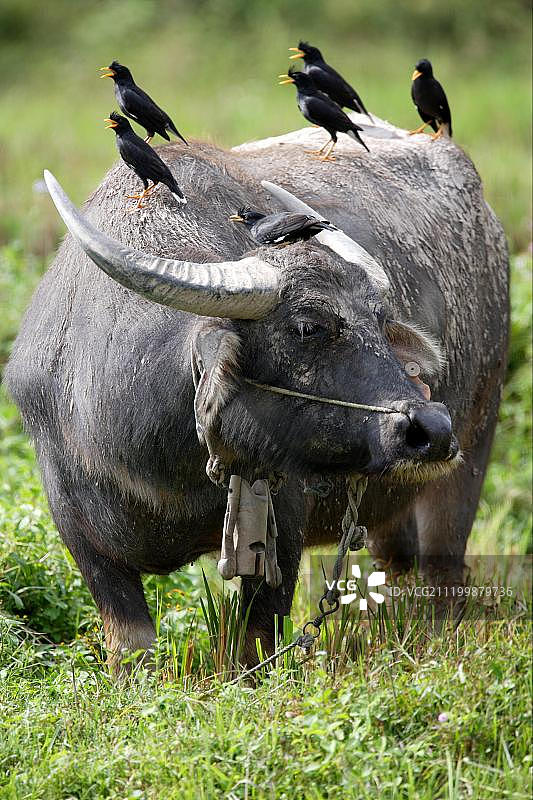 亚洲泰国北部：家养水牛与八哥图片素材