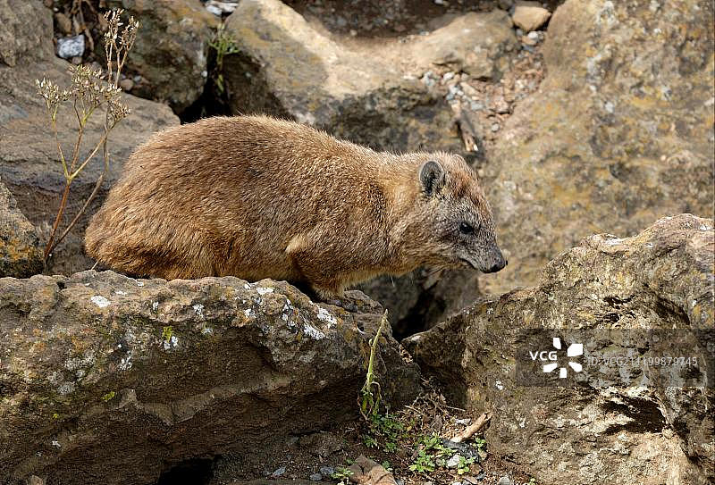 非洲肯尼亚纳库鲁湖国家公园的岩石蹄兔图片素材