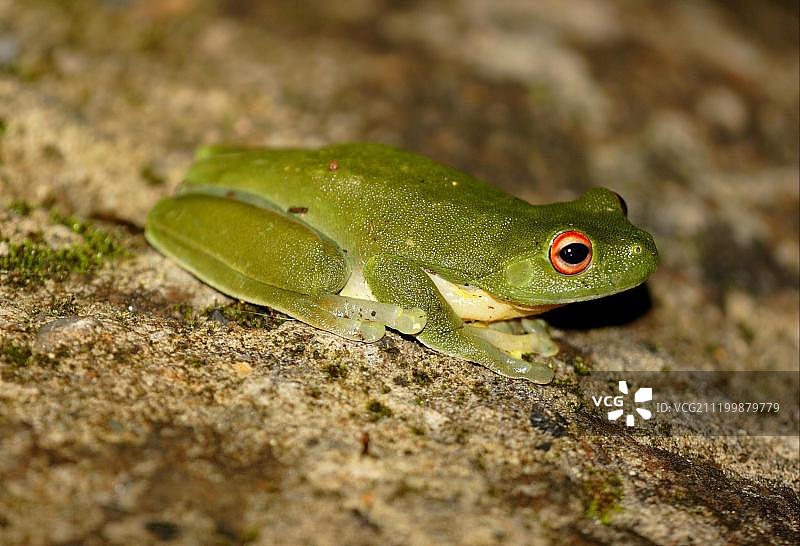 栖息在原木上的红眼树蛙图片素材