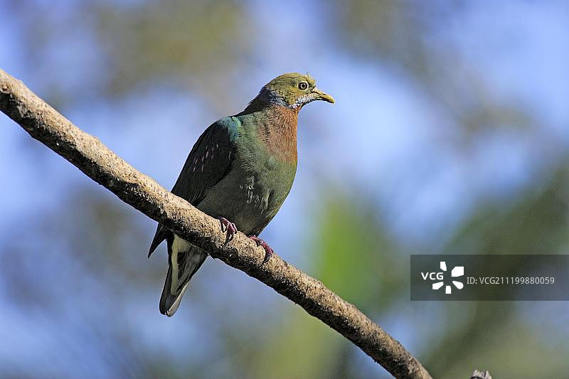 栖息在树枝上的粉点果鸠图片素材