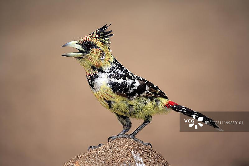 红额拟鴷（成年），克鲁格国家公园，南非图片素材