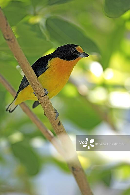 紫啸鹟（Euphonia violacea），成年雄性，栖息在树枝上，大开曼岛，开曼群岛，加勒比海图片素材