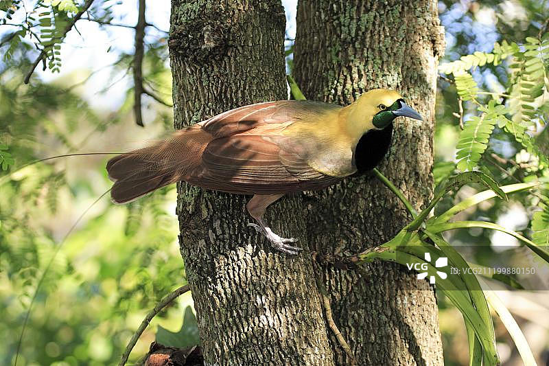 红极乐鸟图片素材