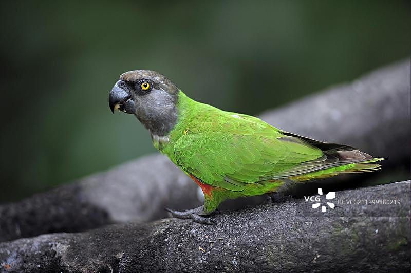 塞内加尔鹦鹉（Poicephalus senegalus）图片素材