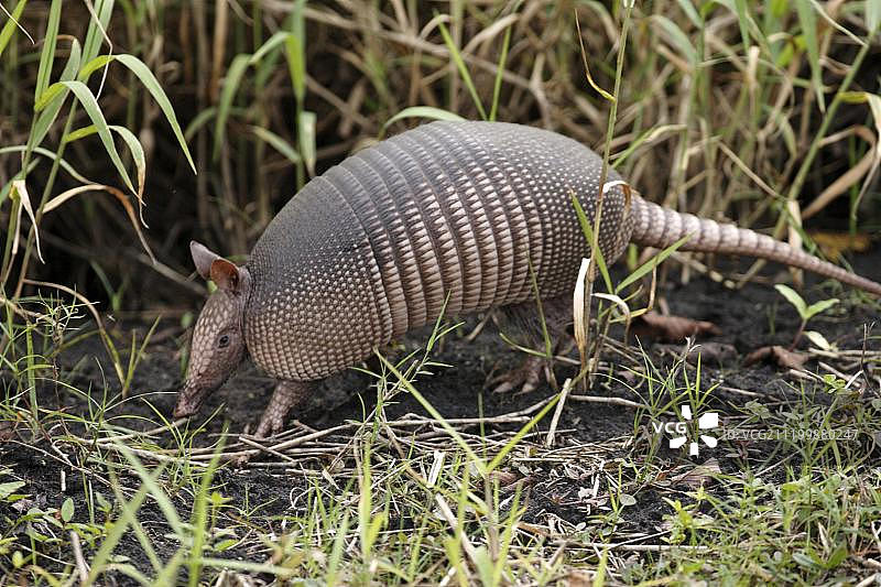 觅食的成年九带犰狳图片素材
