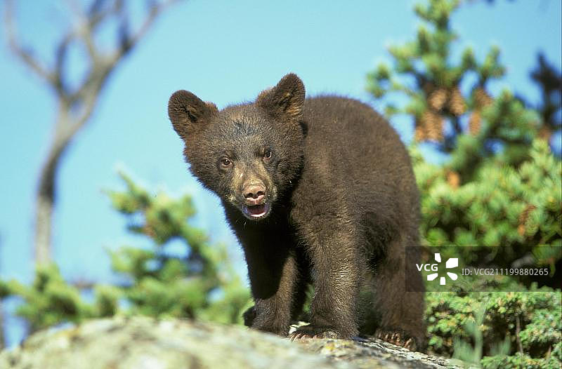 张开嘴站在岩石上的年轻雄性美洲黑熊图片素材
