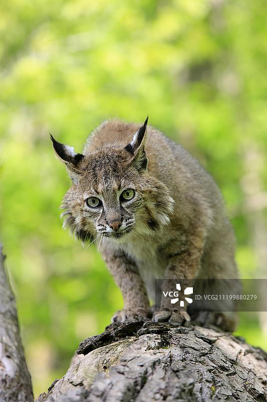 成年短尾猫，栖息于美国明尼苏达州树干上图片素材