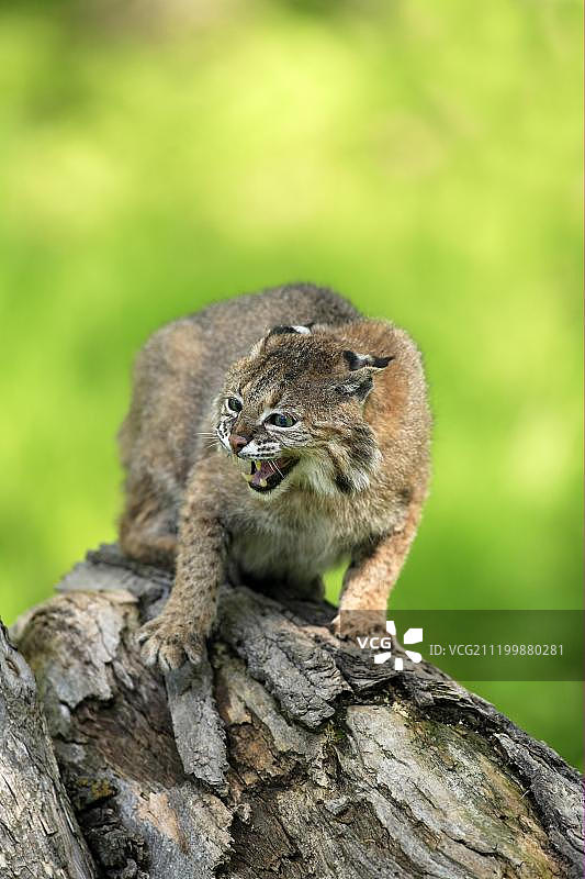 成年短尾猫在树干上咆哮，美国明尼苏达州图片素材
