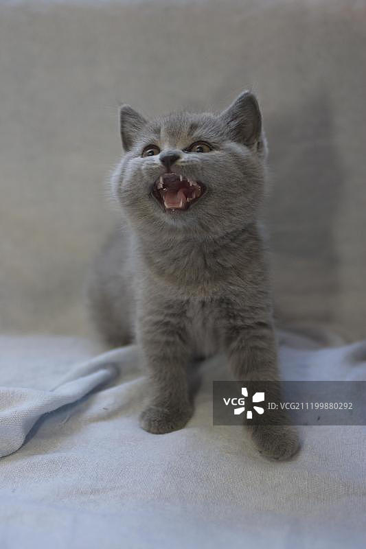 家猫，小猫，发出嘶嘶声，防御行为图片素材