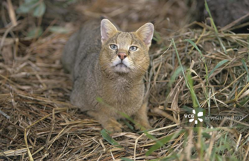 丛林猫图片素材