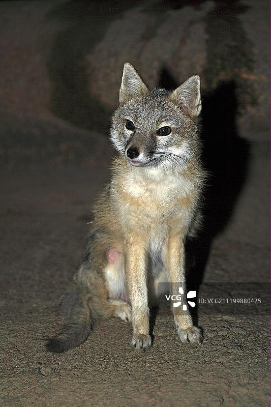 成年基特狐（大耳狐），夜晚坐在美国亚利桑那州索诺拉沙漠图片素材